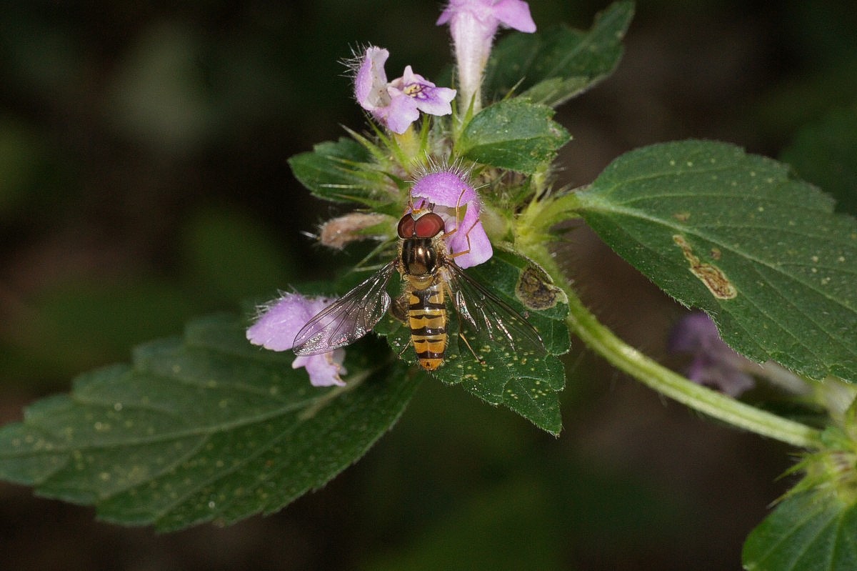 Dobbeltbåndet scirreflue på Hanekro, alm