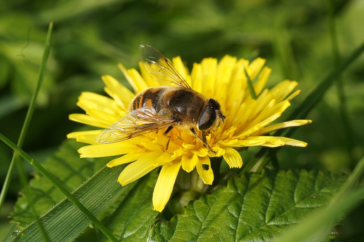 Droneflue (Dyndflue) makro-2 Bærslund JP-DSC02698