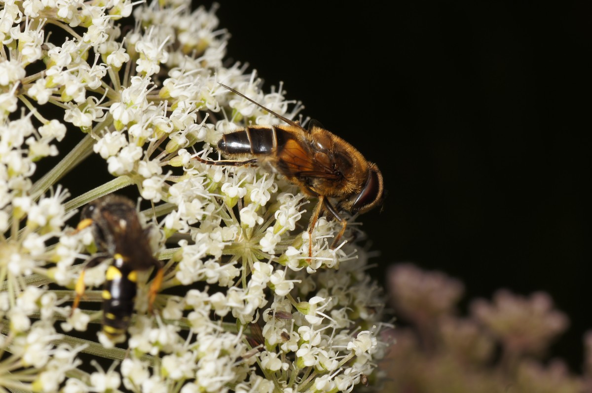 Dyndflue, spm i gulerod, vild makro-1 Høgildgaard JP-DSC01226