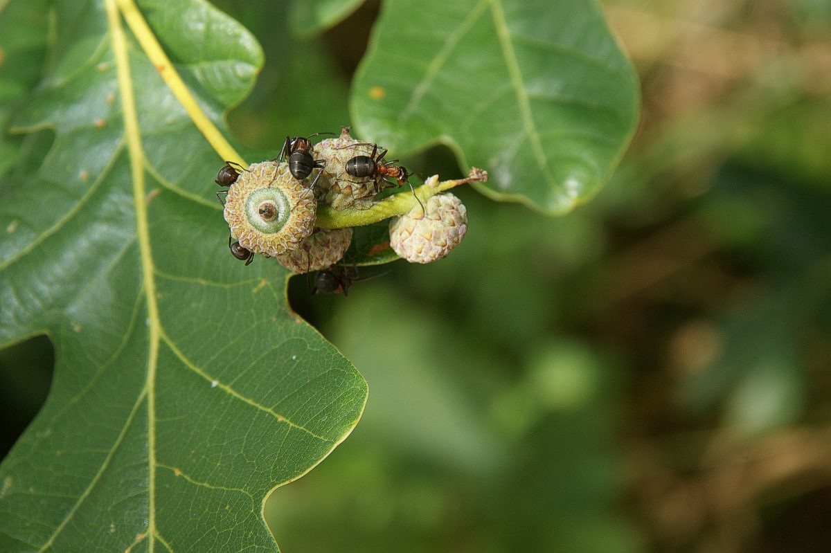 Eg, vinter agern med myrer makro-1 JP-DSC04273