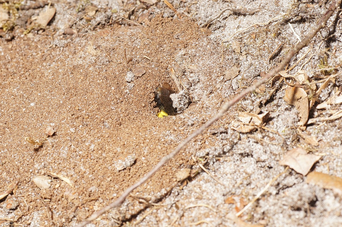 Enlig bi med pollenkurv og hule med låg makro-4 Stoubæk Krat JP-DSC00070