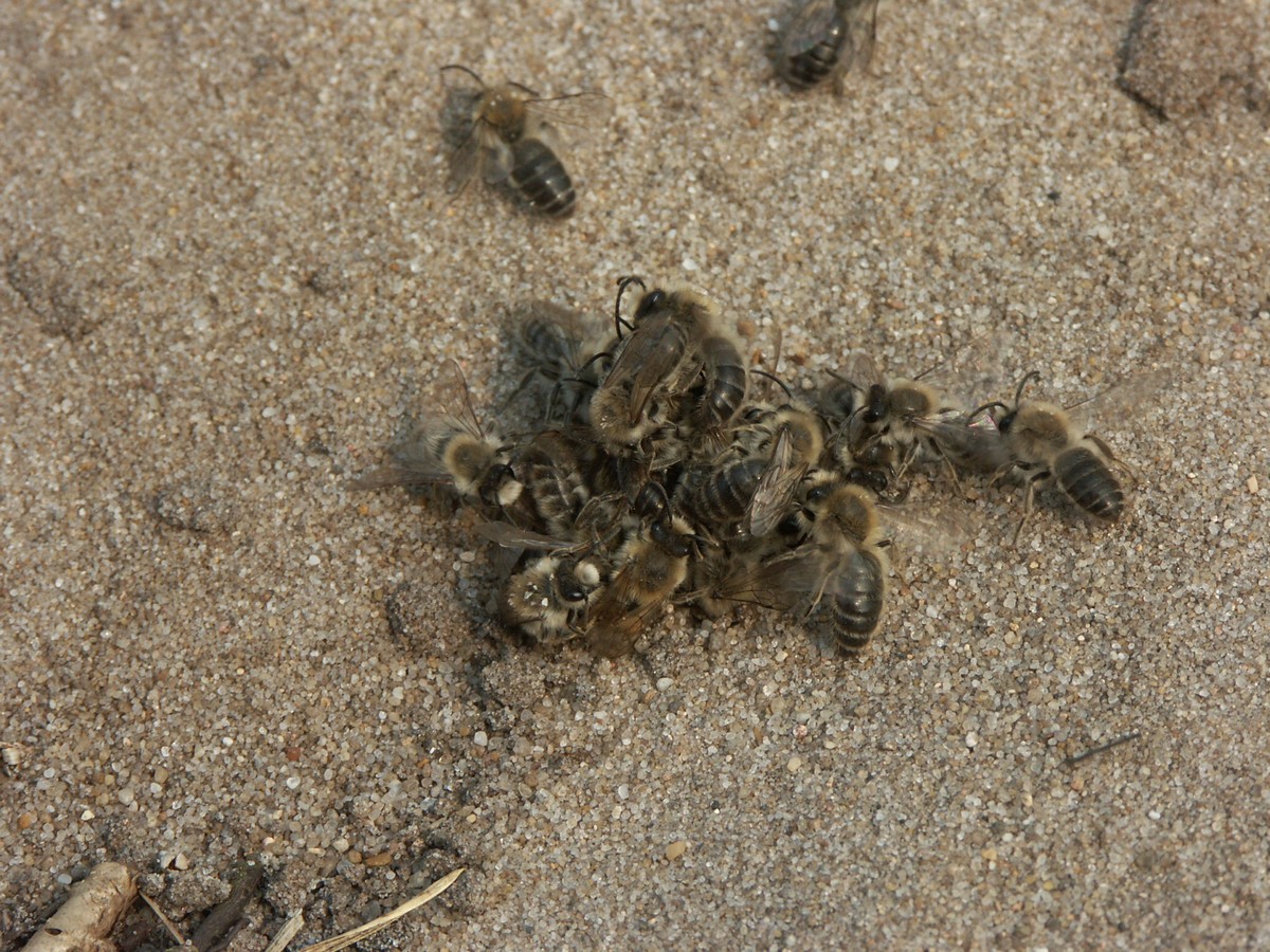 Fåresandbier Stoubæk Krat, gruppevoldtægt