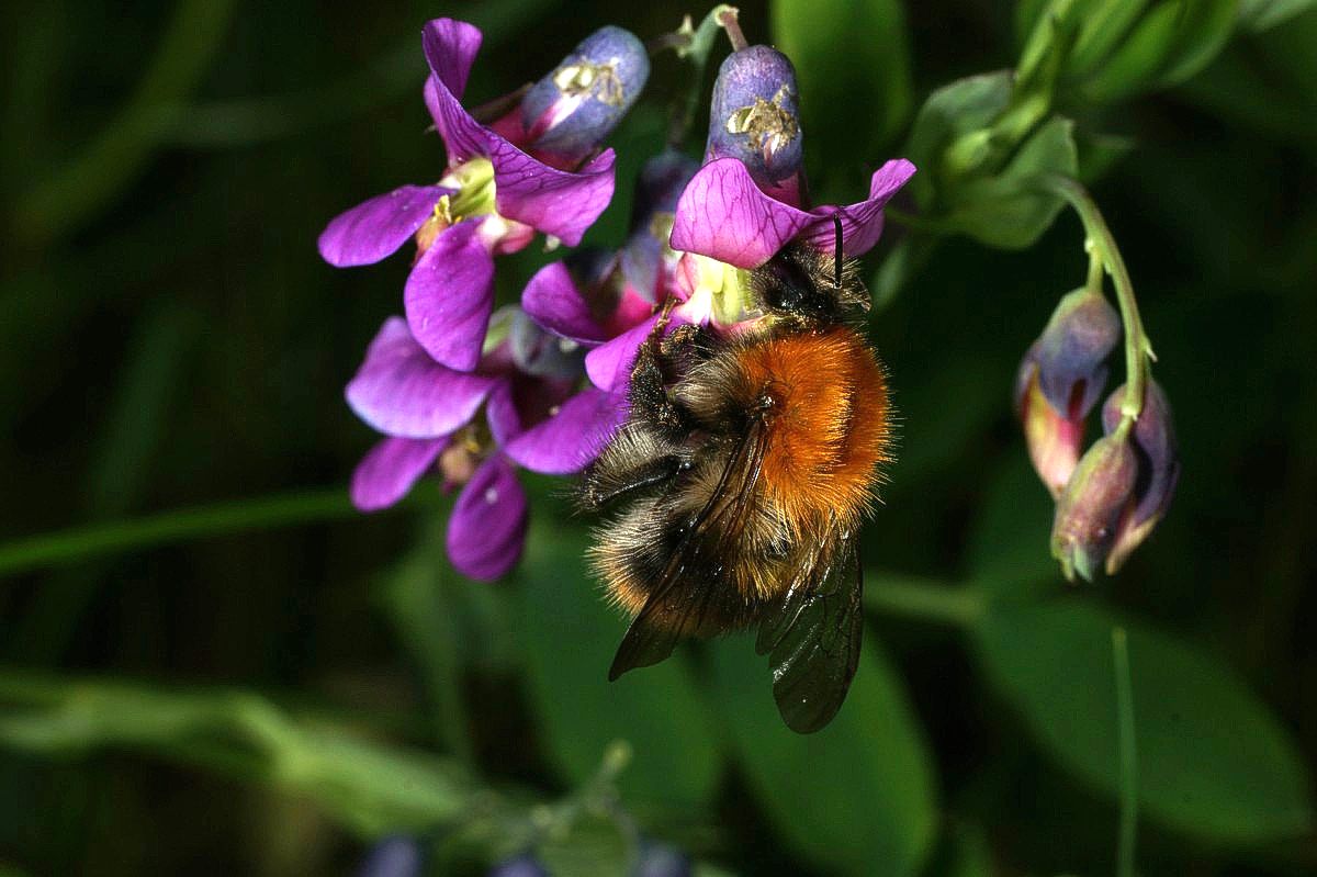 Fladbælg, vår med Agerhumle makro-3 Ravnedalen JP-DSC01567