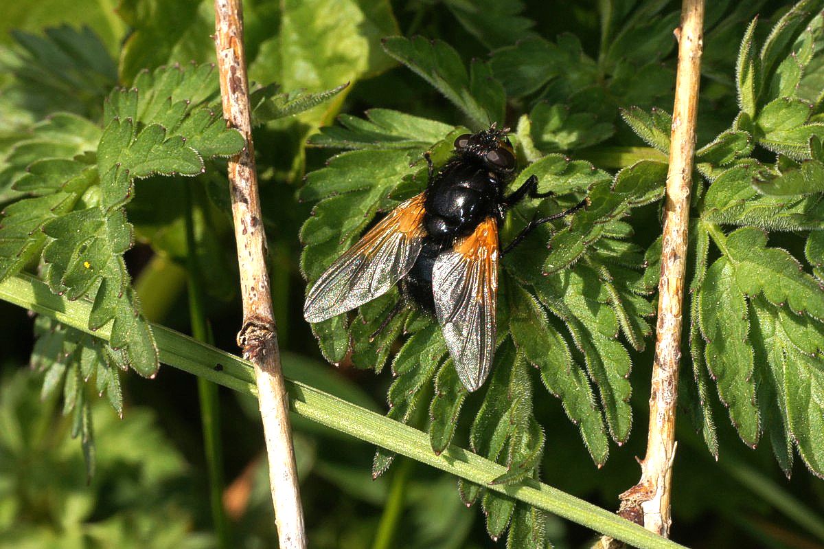 Flue, gulplettet-1Jernhatten E-DSC00663