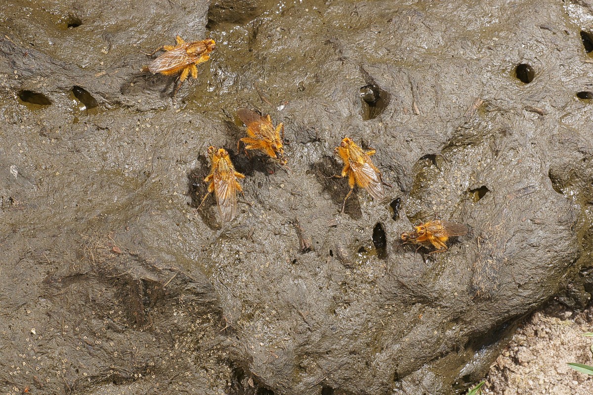 Gødningsfluer på kokasse-1Jydelejet E-DSC00964