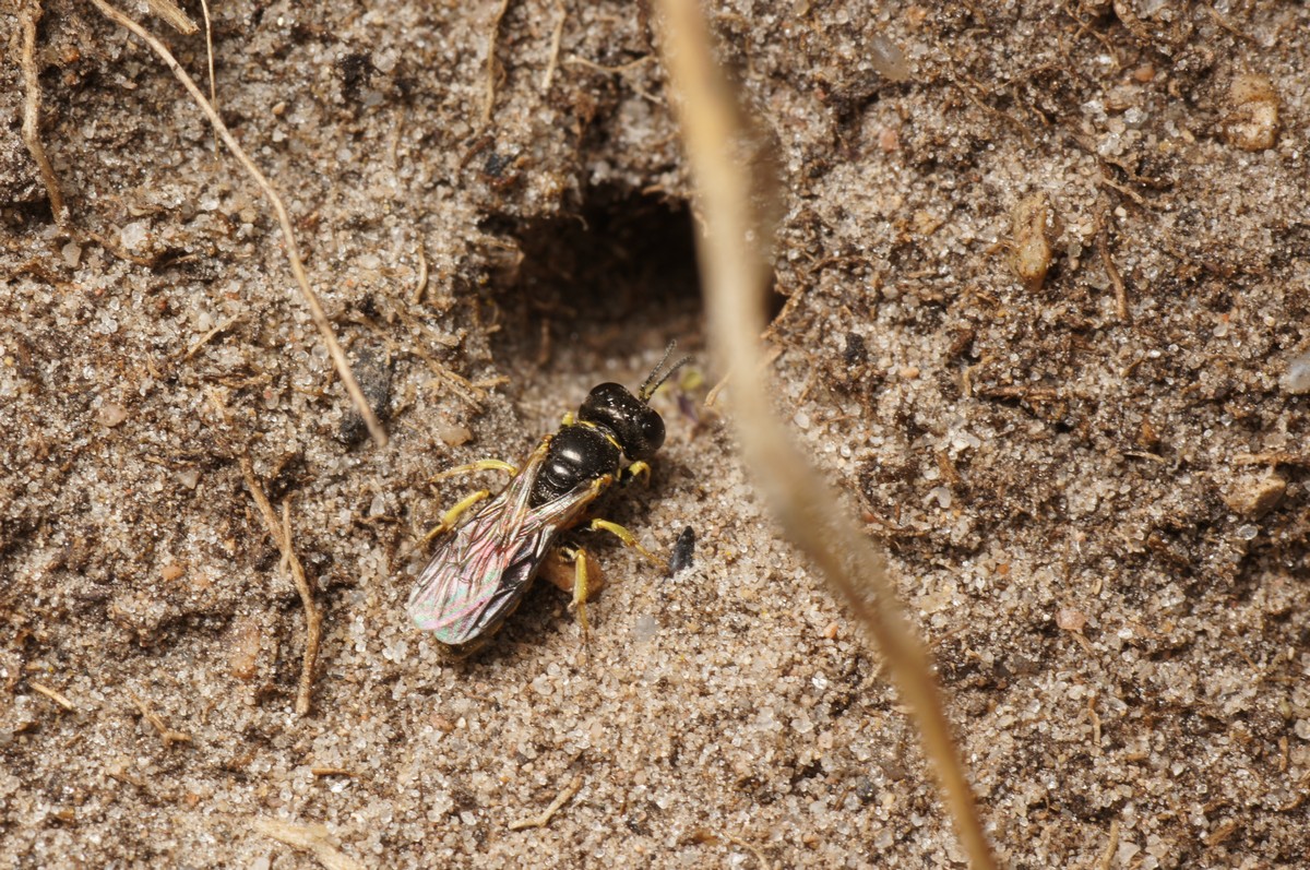 Gravehveps - Ectemnius continuus spm FynsHoved JP-DSC00266