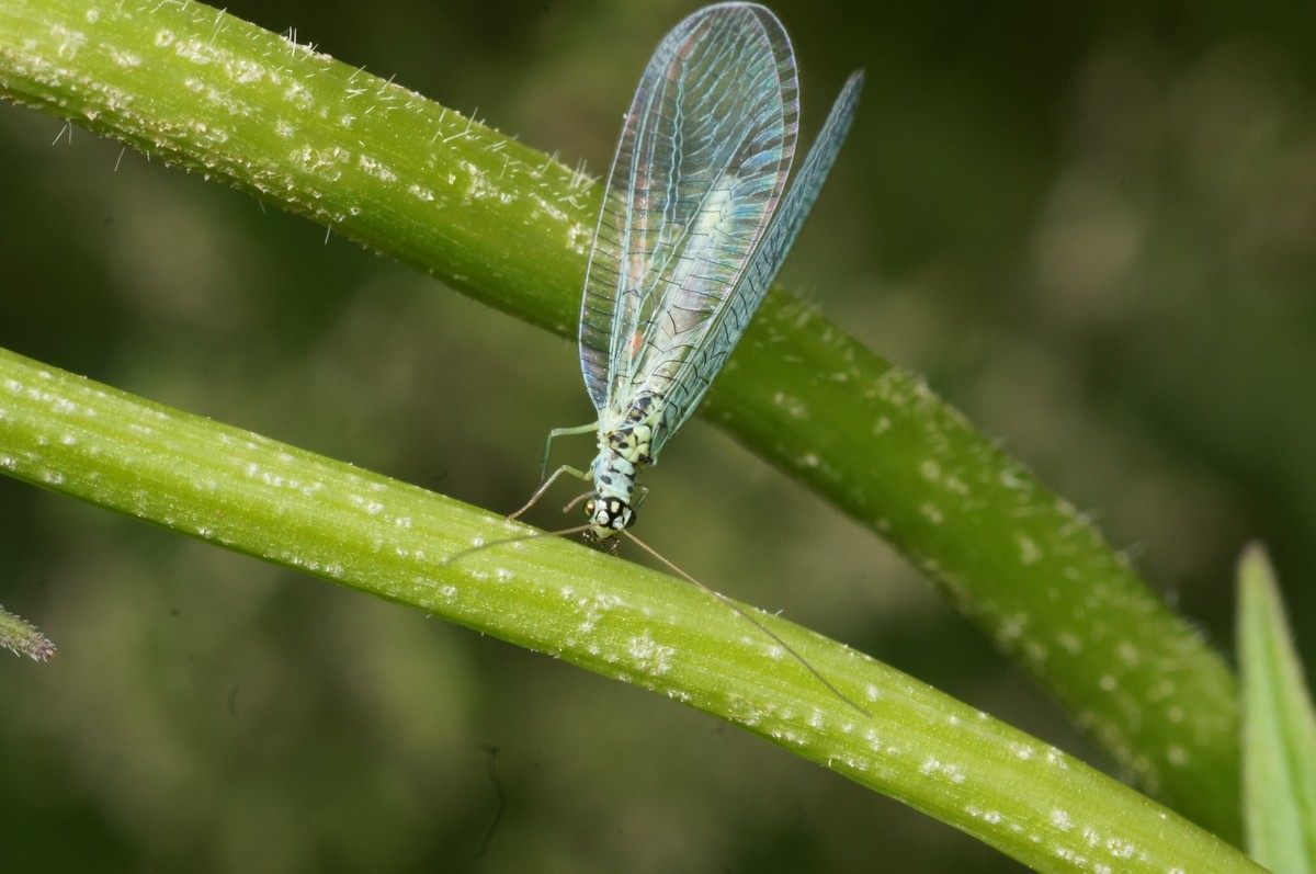 Guldøje, alm makro-1Bærslund JP-DSC00169
