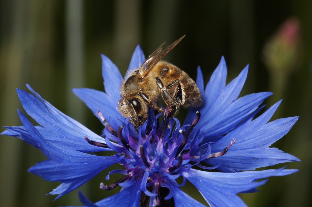 Honningbi makro-2 Bærslund JP-DSC00209