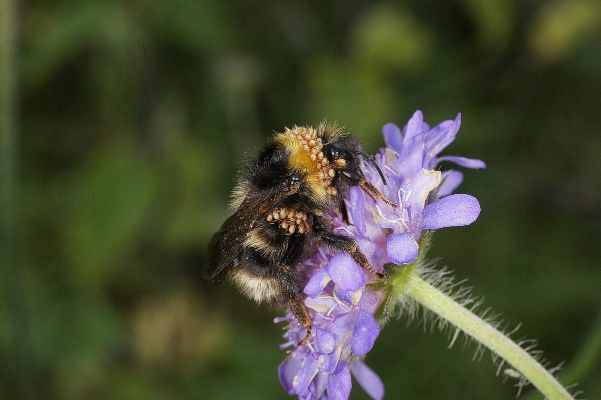 Humlebi, ager med mider - varroamider spm makro-4E-DSC00057