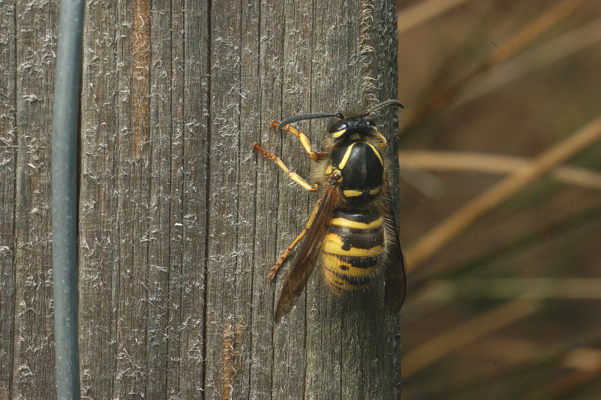 Hveps, hun gnaver byggematerialer