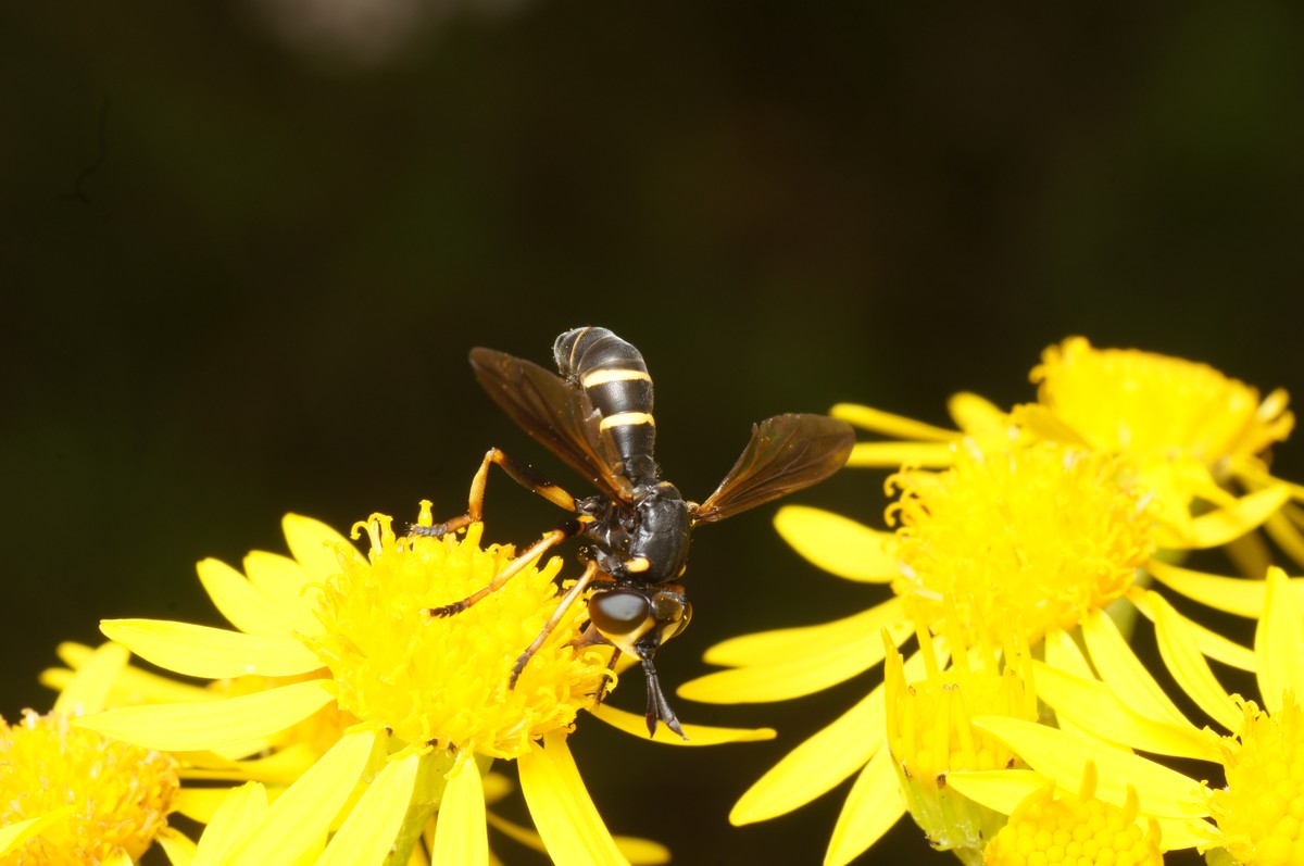 Hvepseflue, alm makro-2 Kidris JP-DSC00954