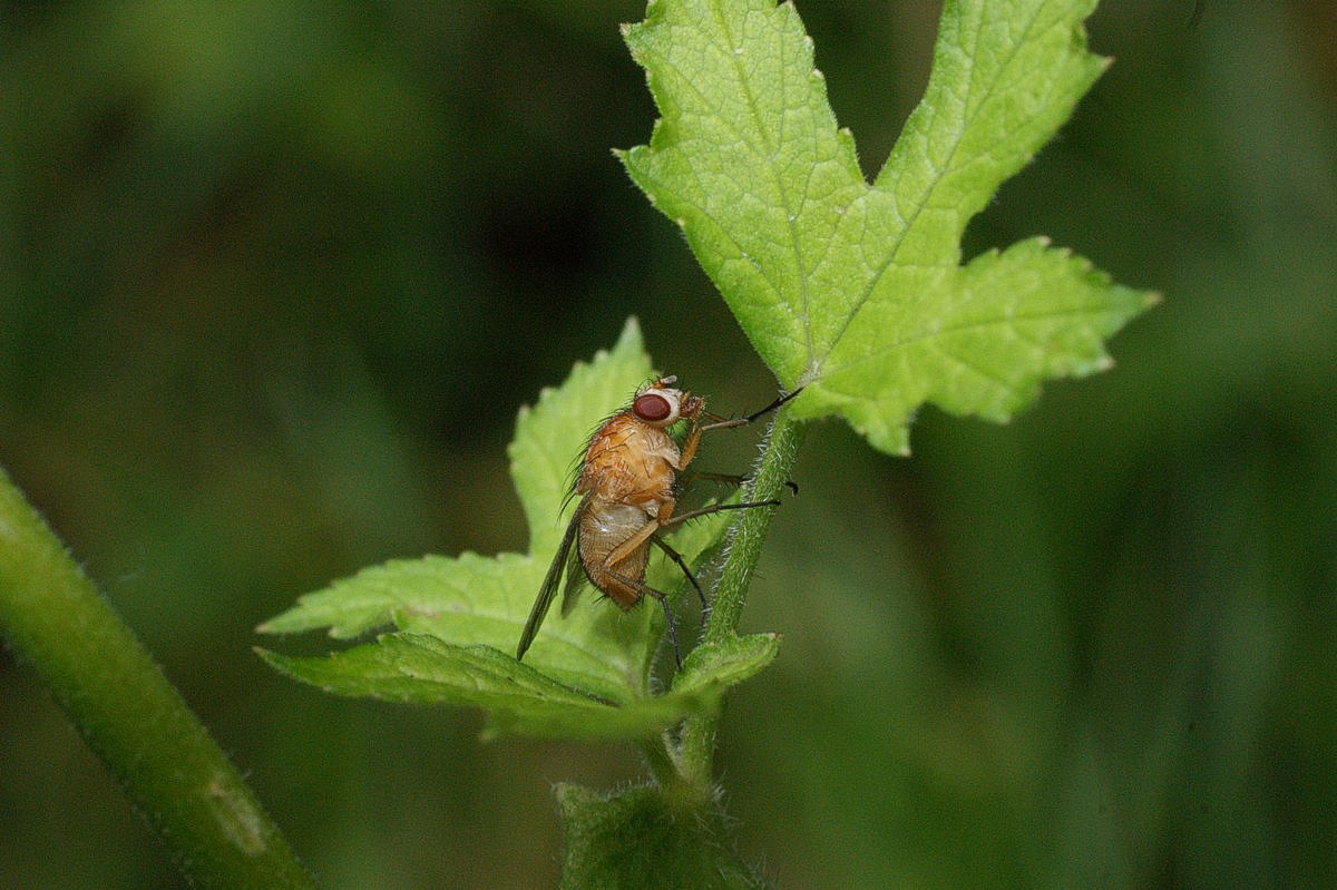 Løvflue - Lydiella rorida hun på kåltidsel makro-1 Ulbæk JP-DSC04458