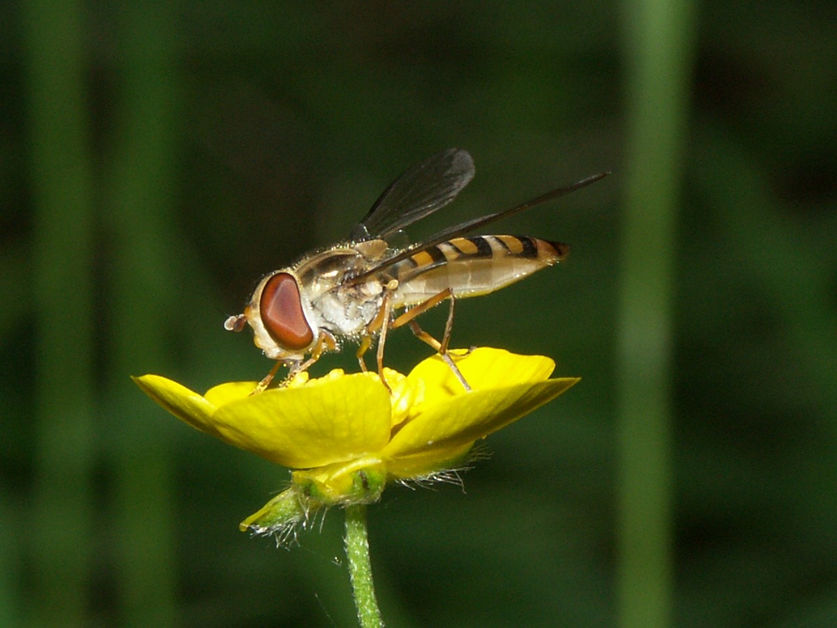 Ranunkel, bidende med svirreflue, dobbeltbåndet