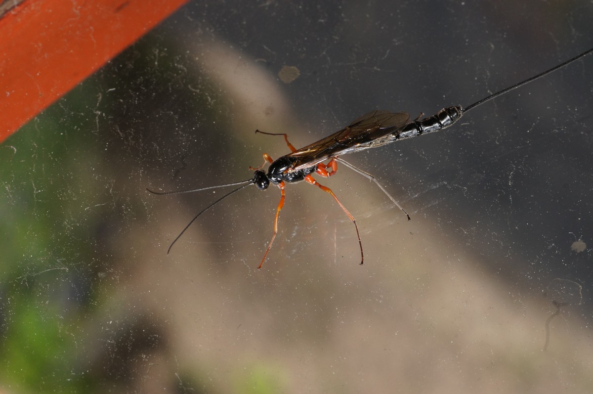 Sabelhveps makro-2 Stubbergaard JP-DSC00521