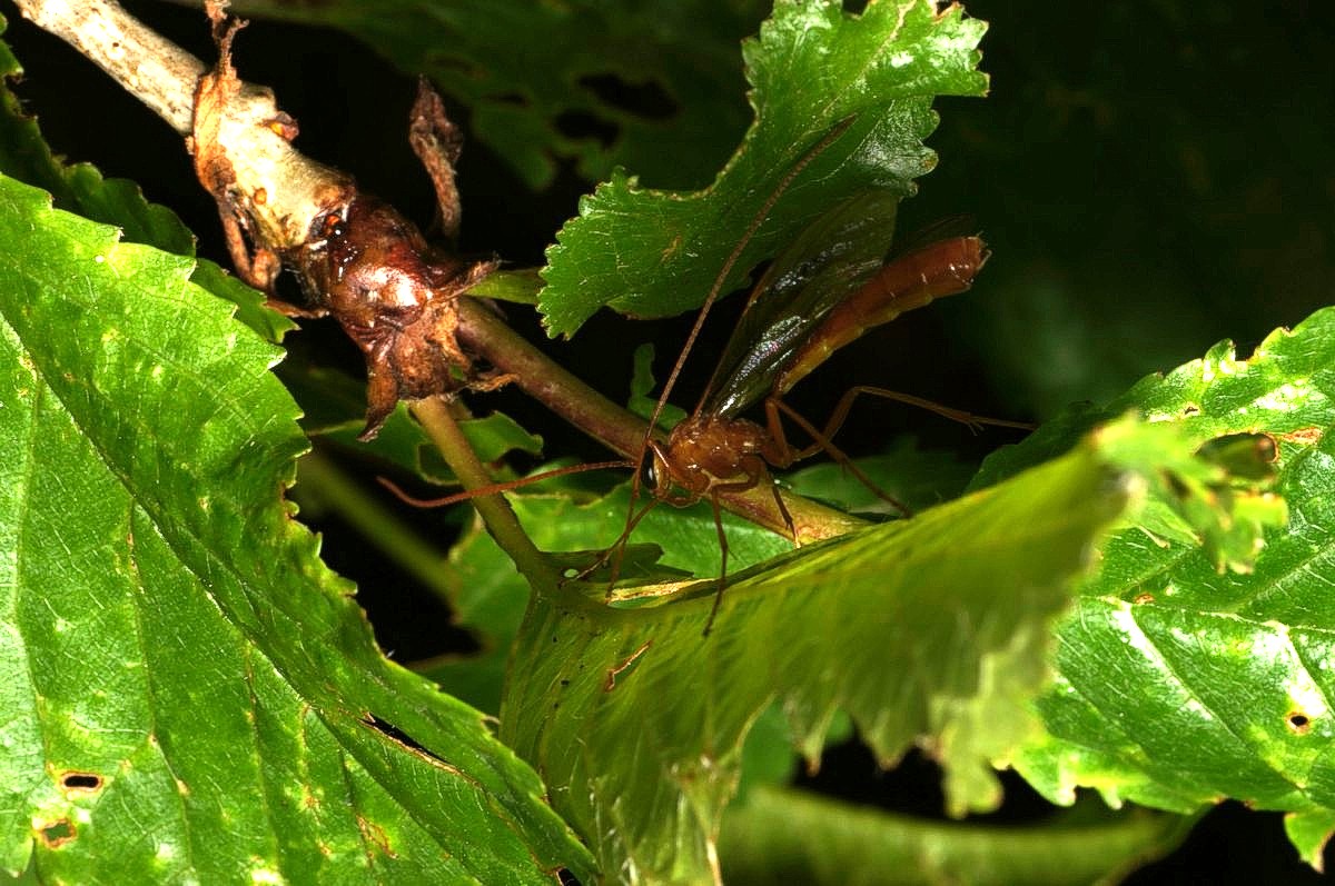 Seglhveps, Ophion luteus makro-1 Ulbæk JP-DSC00107