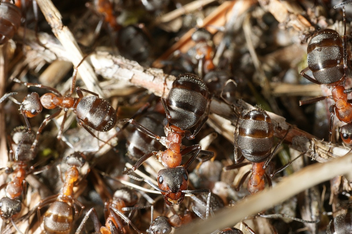 Skovmyre, rød makro-4