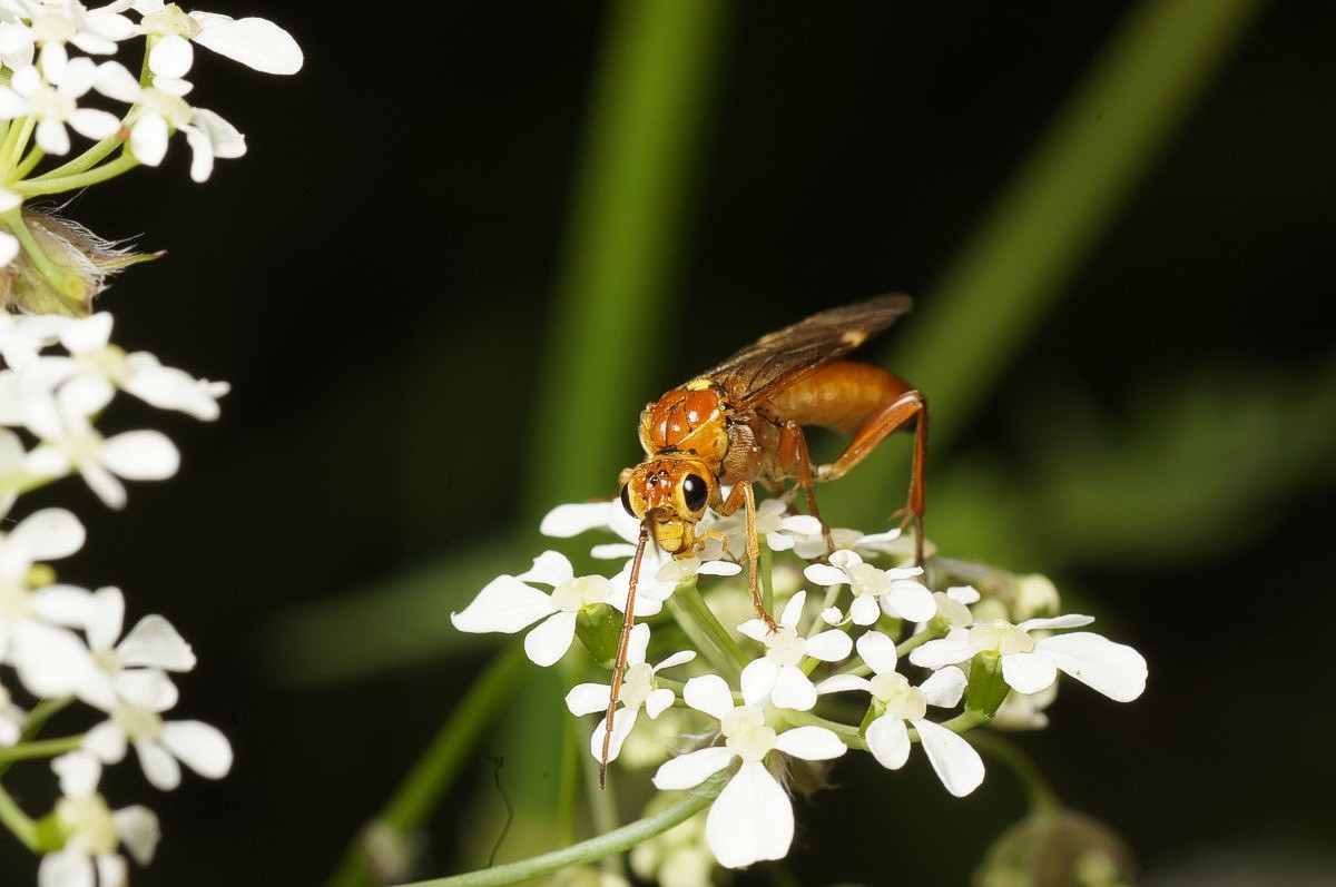 Stenfrugt bladhveps Neurotoma nemoralis spm makro-1 Bærslund JP-DSC00191