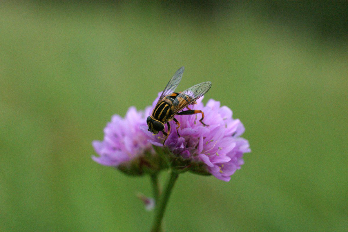 Sumpsvirreflue i Engelskgræs