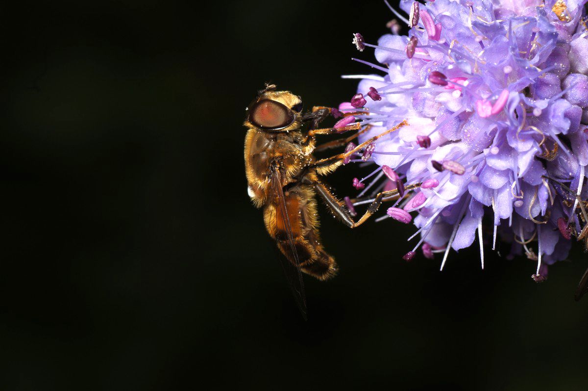 Svirreflue, hvidbåndet makro-2 Vind JP-DSC01419