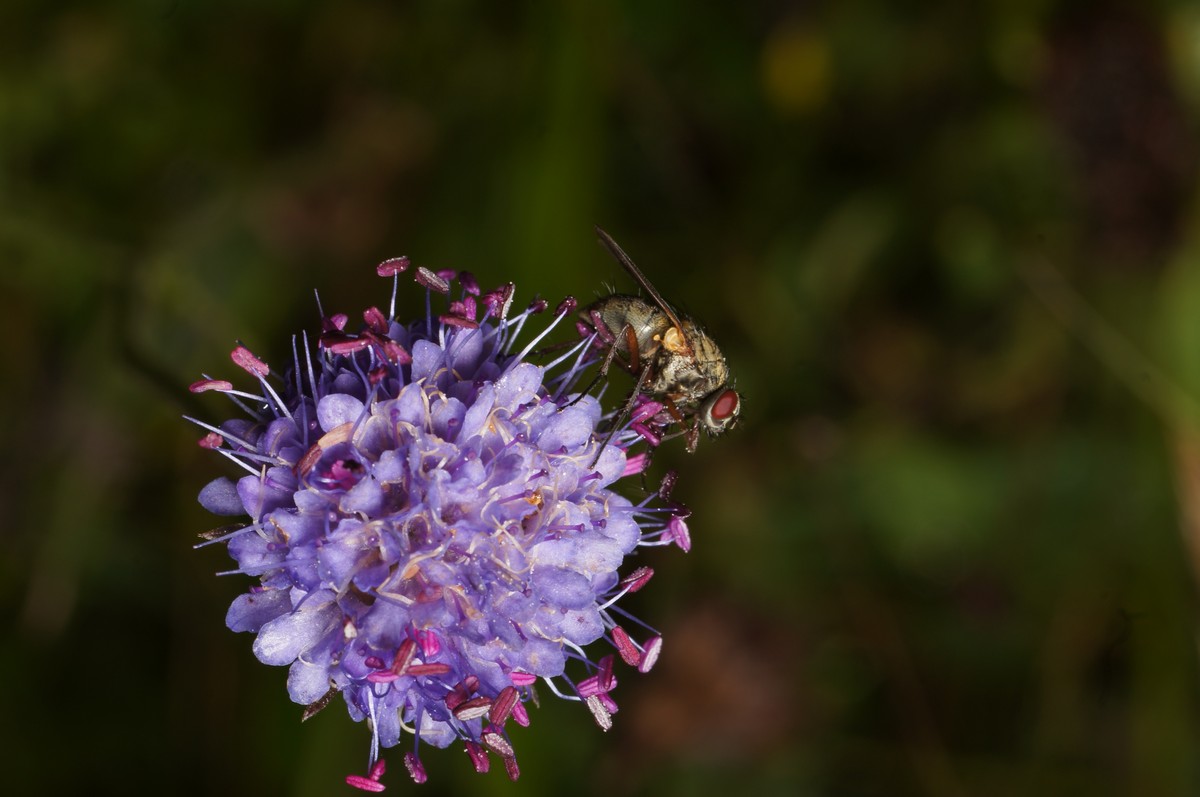flue på djævelsbid makro-1 Vind JP-DSC01440
