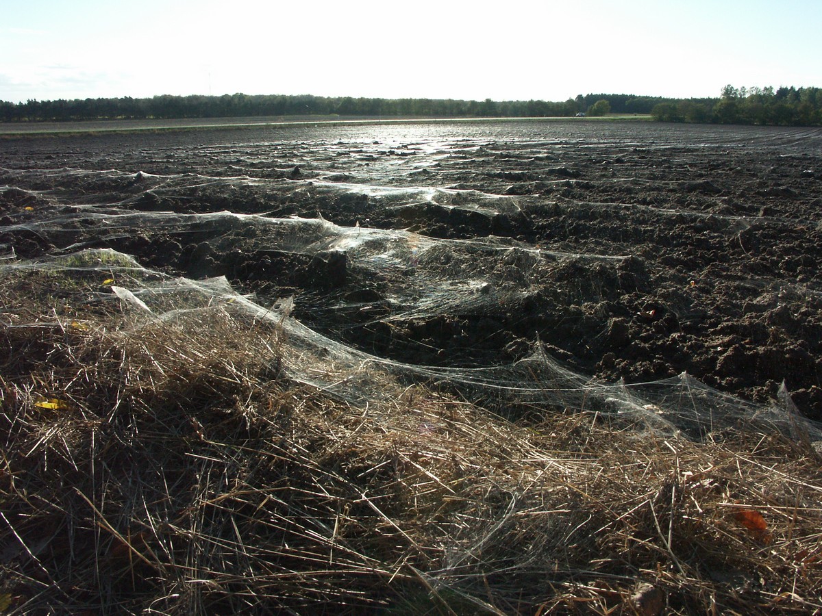 Edderkop-lufthavnen landskab-2 JP-PICT1727