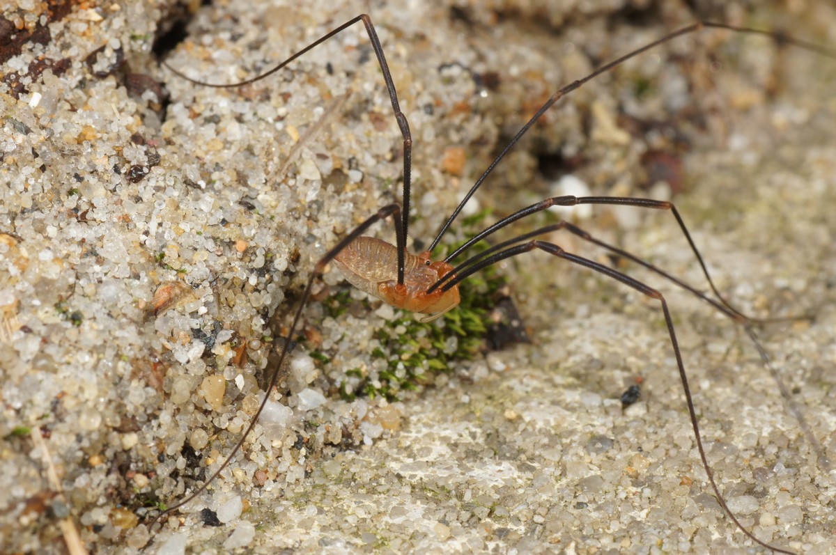 Langbensmejer, r�d hun (r�d skovmejer) makro-1 B�rslund JP-DSC02648