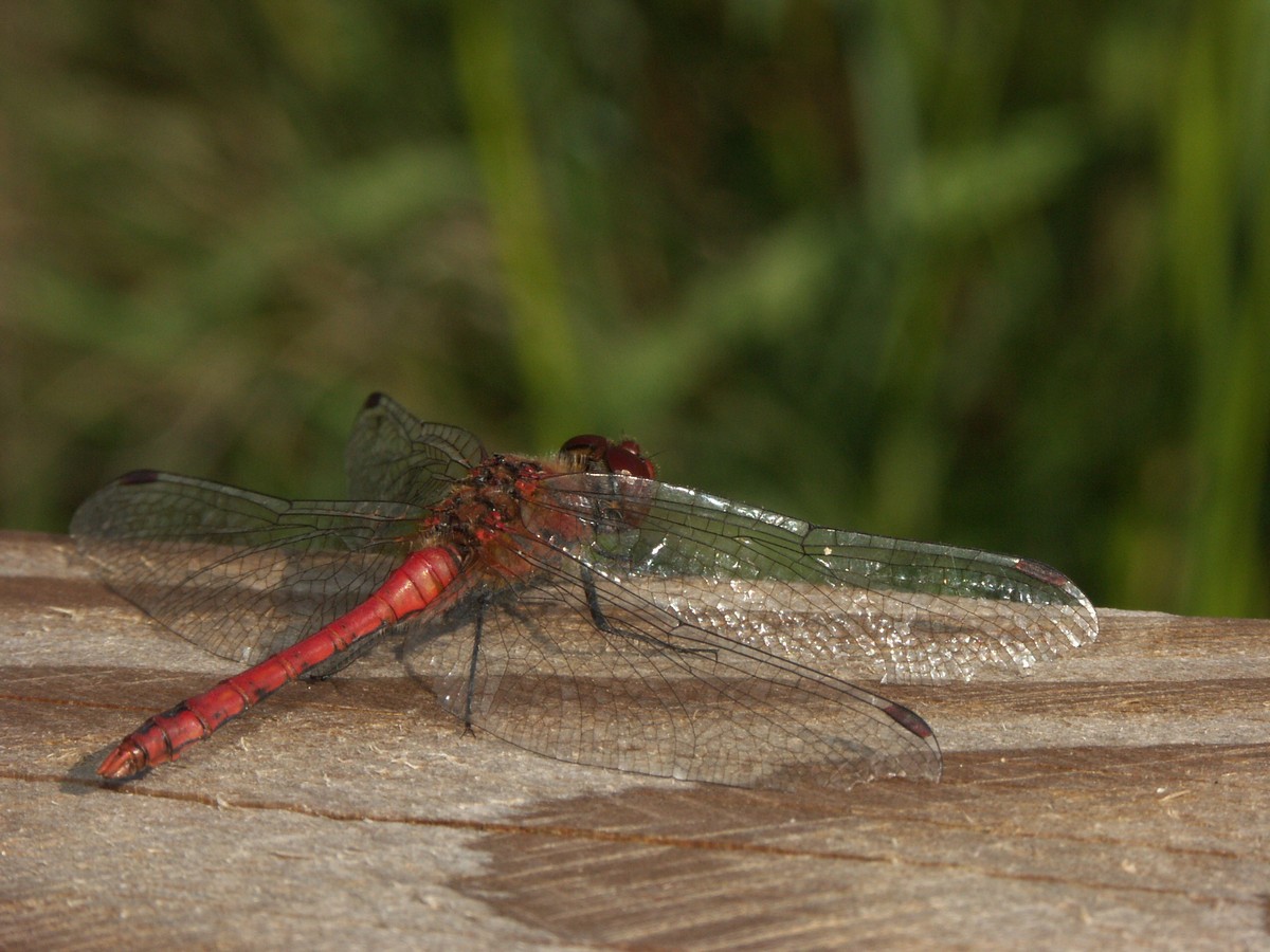 Libel, blodr�d hede makro-6