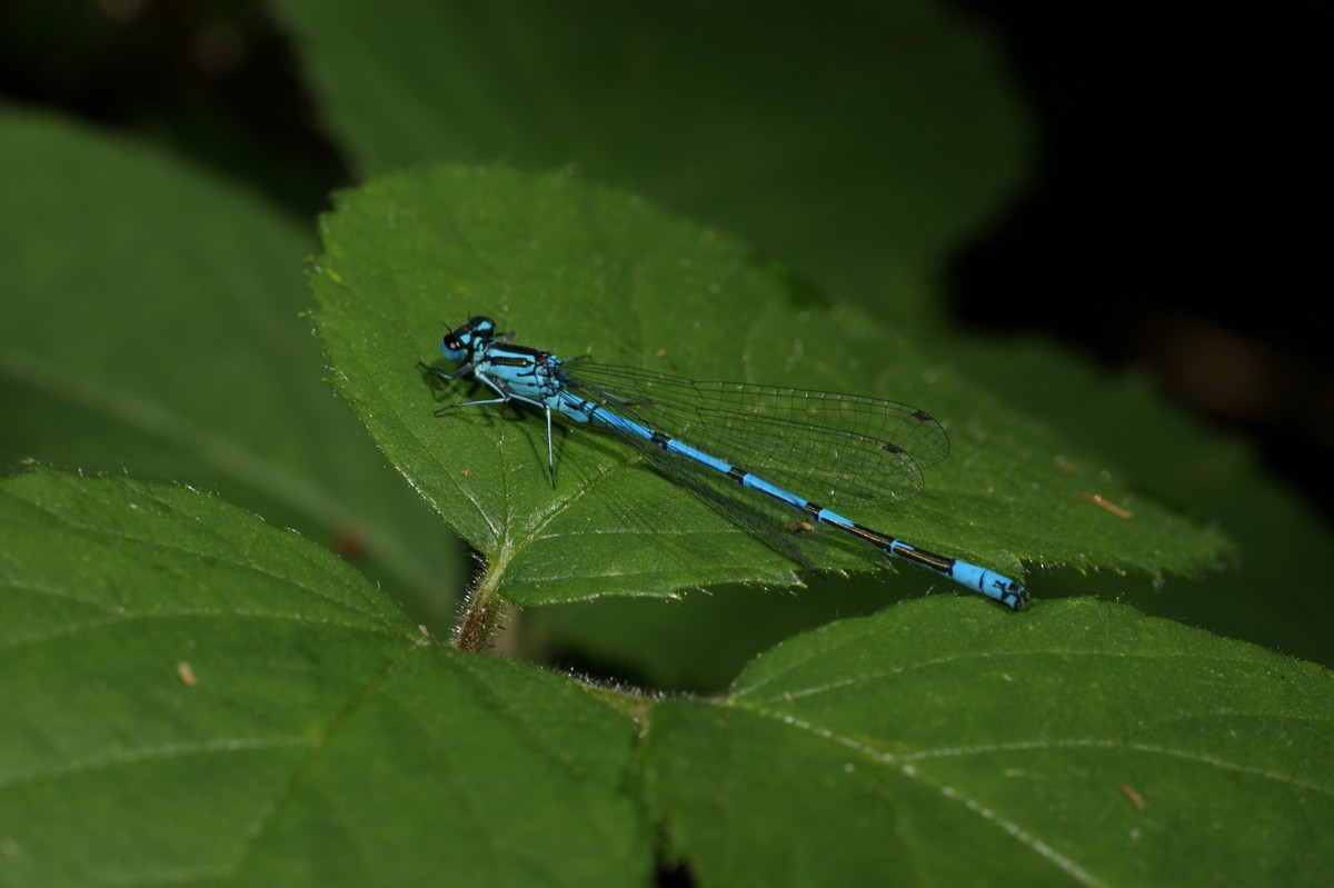 Vandnymfe, bl� makro-1 V�jremosen