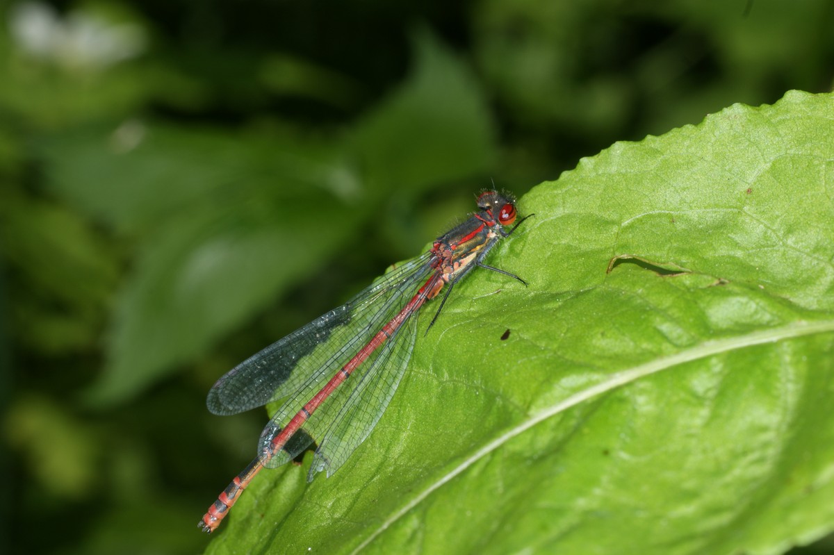 Vandnymfe, r�d makro-9 Gr�sten