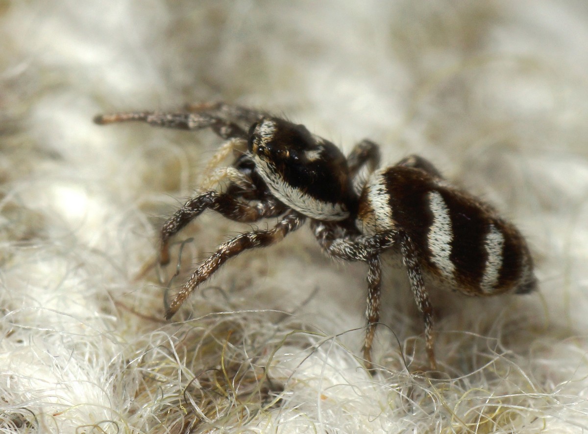 Puslespil%202013%20f%E6rdig/Edderkop,%20Zebra%20makro-2%20korr%20Stubbergaard%20JP-DSC01712.jpg