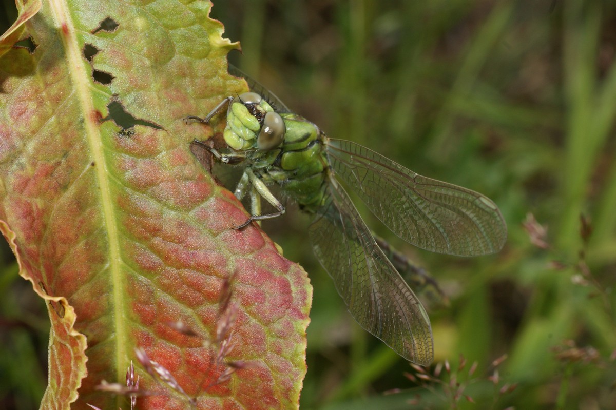 Puslespil%202013%20f%E6rdig/Smaragdlibel,%20gr%F8n%20%20makro-3%20Arnborg%20%20JP-DSC04235.JPG