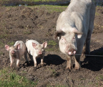 3 Grise Haunstrup korr