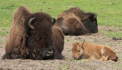 Bison med kalv Givskud