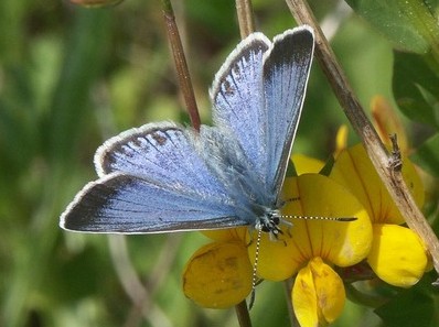 Bl�fugl p� k�llingetand Stevns korr