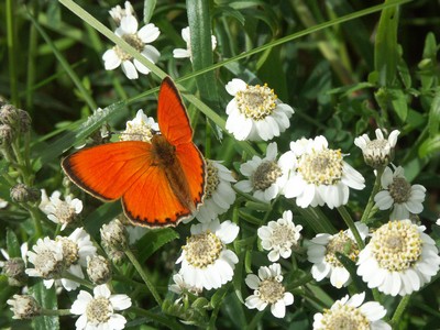 Dukasommerfugl-1 p� Nyser�llike Vindhede korr