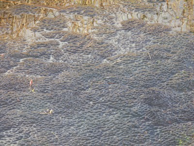 Fr��g-2 L�vbakkerne