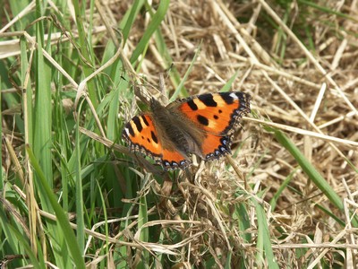 N�ldens takvinge makro-1 Varn�s