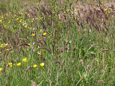 PICT0042 R�nnerne gravet vandhul gr�sser og blomster-2