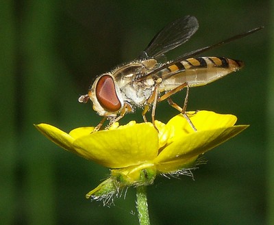 Ranunkel, bidende med sv�veflue makro-4 Sukkertoppen