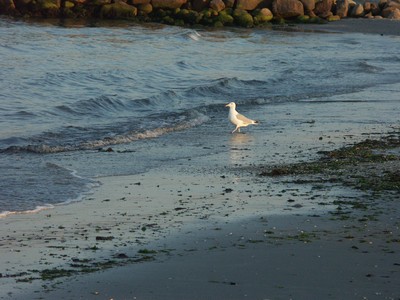 S�by, aftenm�gebillede-7