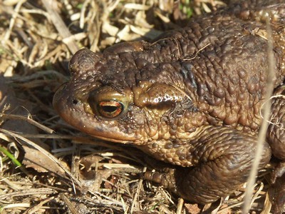 Skrubtudse, portr�t-2, Stoub�k.jpg