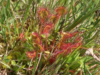 Soldug 1 Holtemmen L�s�