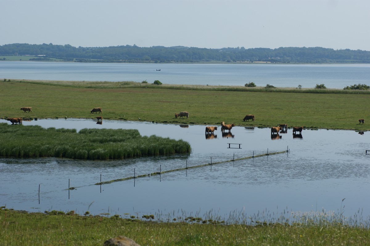 Åsen-2 Helnæs JP-DSC00572.jpg