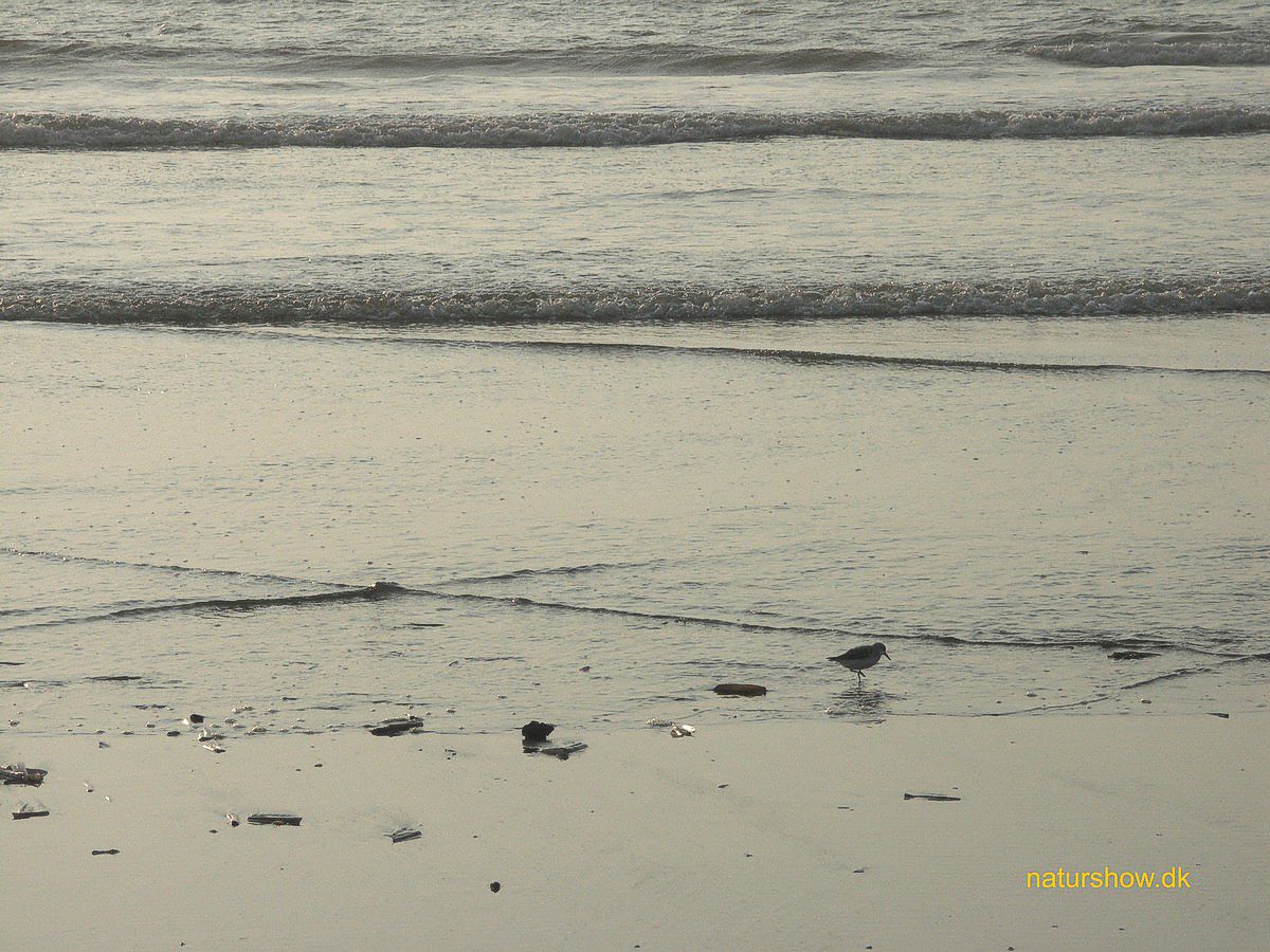 Børsmose aften ved stranden i modlys - 3 korr .jpg