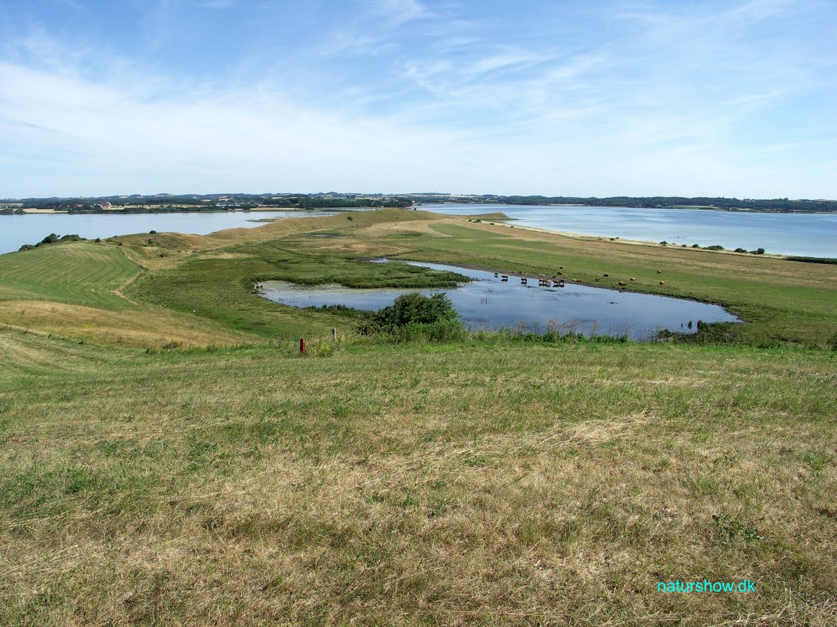 Helnæs, Åsen på Helnæs-2 korr .jpg