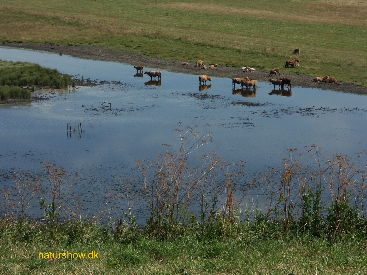 Helnæs, køerne ved Helnæsåsen-4 korr.jpg