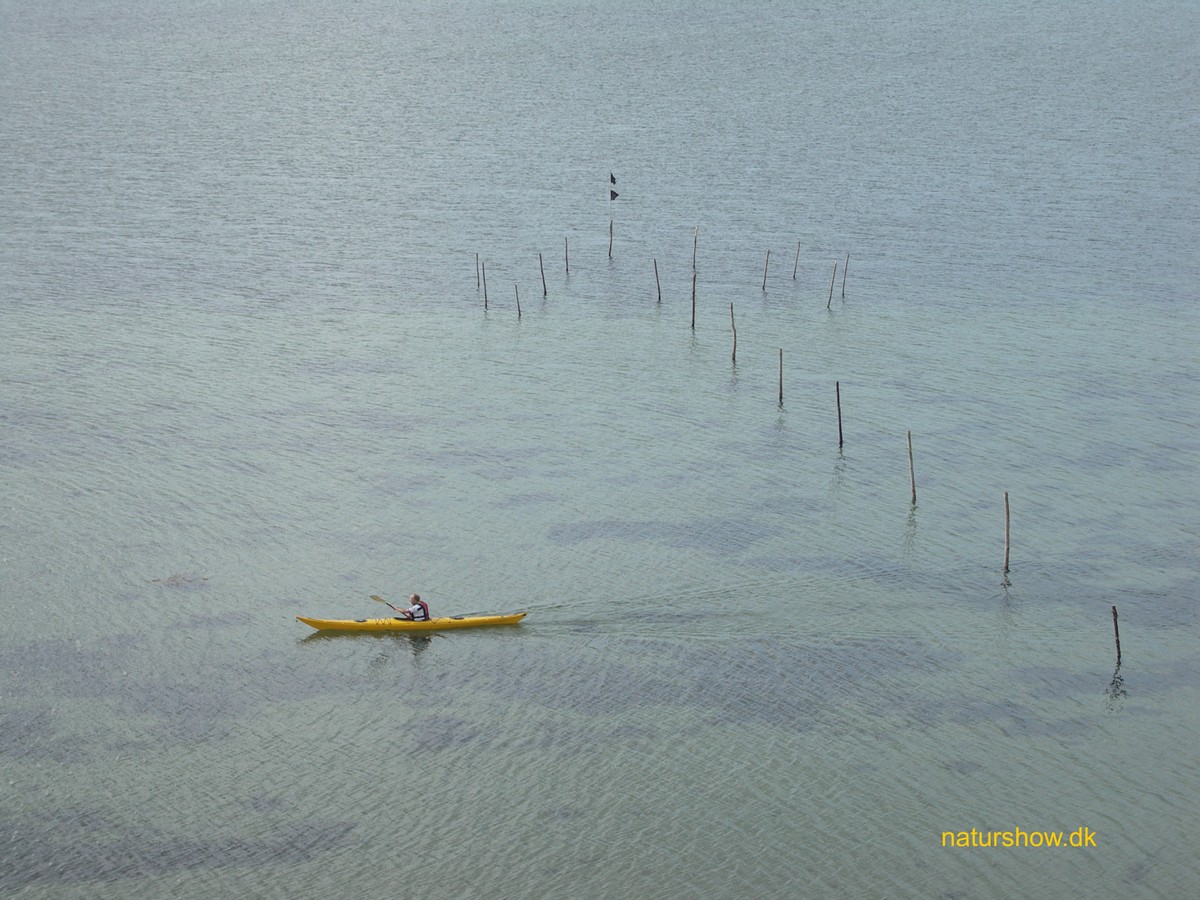 Kalø slotsruin-10 kajakroeren-2 korr JP-PICT1105.jpg