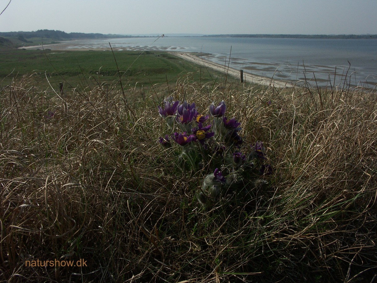 Kobjælde, opret i klynge med udsigt over Lovns Bredning , Ulbjerg korr.jpg