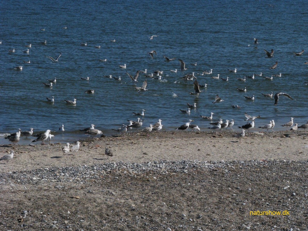 Måger i Nr. Vorupør-1 korr E-IMG-0188.jpg