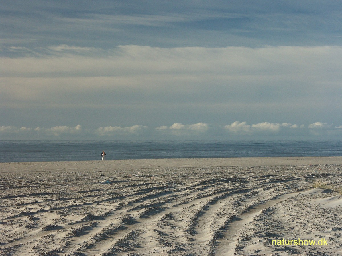 Men så hviskede han - I aften vil jeg altså gerne have noget med brun sovs og kartofler til - korr.jpg